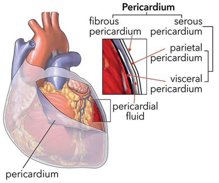 Cpt code for pericardial window