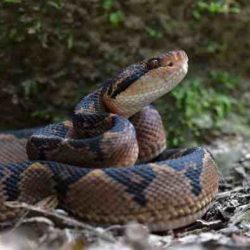 Venomous viper hidden in bladder