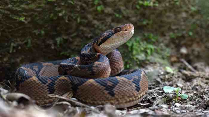 Venomous viper hidden in bladder