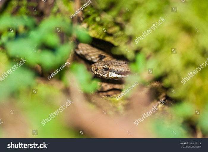 Venomous viper hidden in bladder