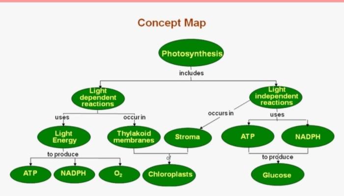 Photosynthesis concept map answer key