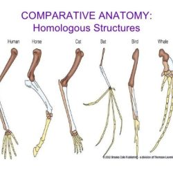 Comparative anatomy of the domestic chicken answers