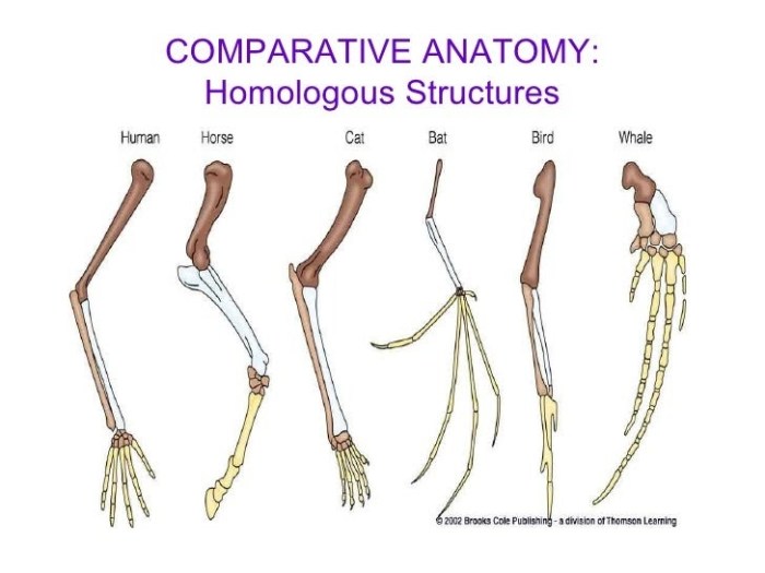 Comparative anatomy of the domestic chicken answers