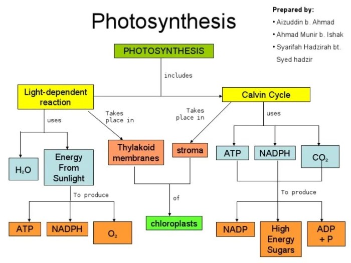 Photosynthesis concept map answer key