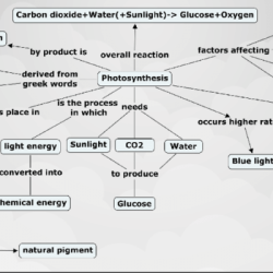 Concept map plants energy flow biology photosynthesis chapter part labels locations correct their left right used will science worksheets easynotecards