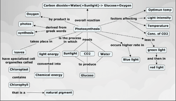 Concept map plants energy flow biology photosynthesis chapter part labels locations correct their left right used will science worksheets easynotecards