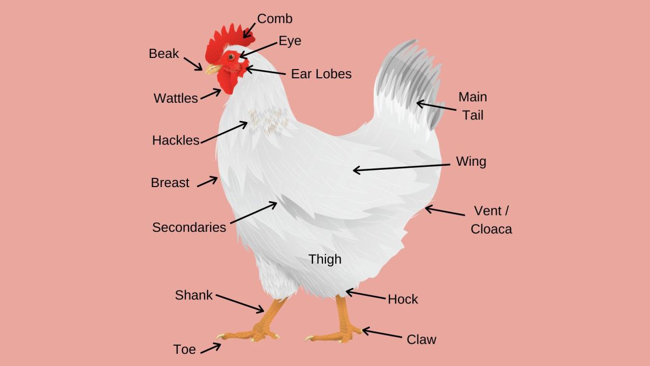 Comparative anatomy of the domestic chicken answers